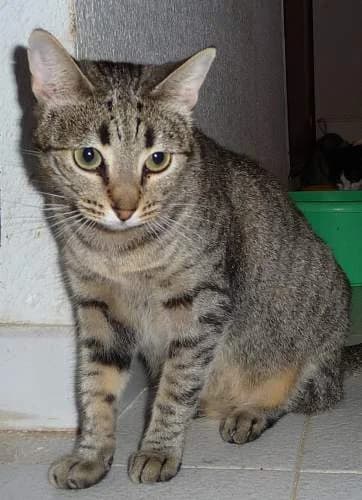 ROMA, female mixed breed for adoption at Arca de Noé