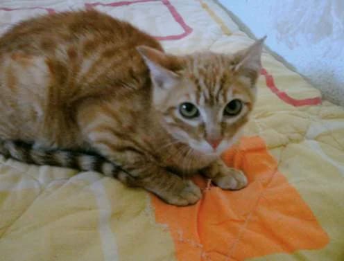 RONI, male mixed breed for adoption at Arca de Noé