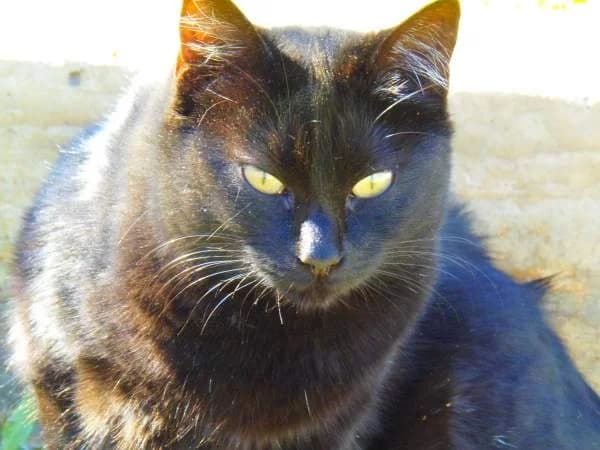 NOLY, female senior European Shorthair for adoption at Arca de Noé