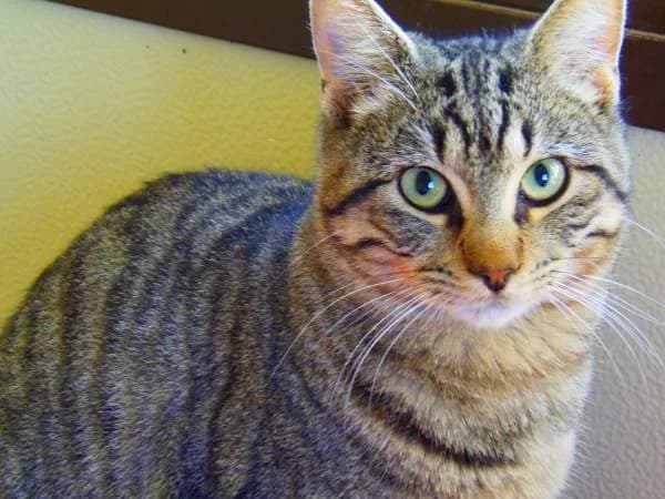 TIGRIS, male mixed breed for adoption at Arca de Noé