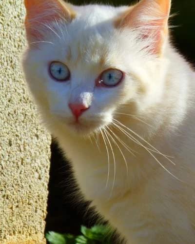SALOMÉ, female Persian for adoption at Arca de Noé