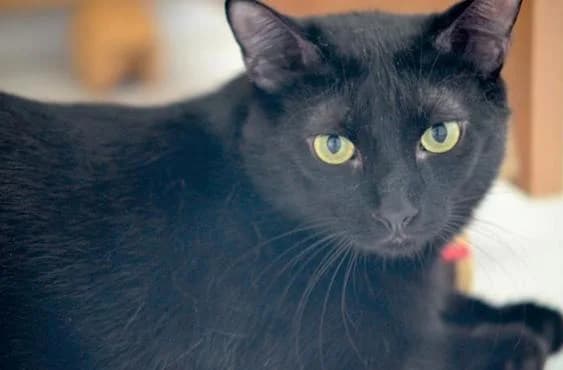 ANIBAL, male senior European Shorthair for adoption at Arca de Noé
