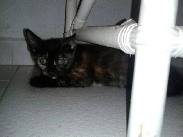 PEKY, female mixed breed for adoption at Arca de Noé