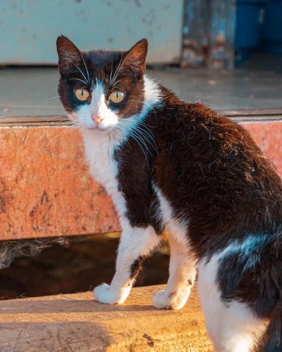 PUPI, female senior mixed breed for adoption at Arca de Noé