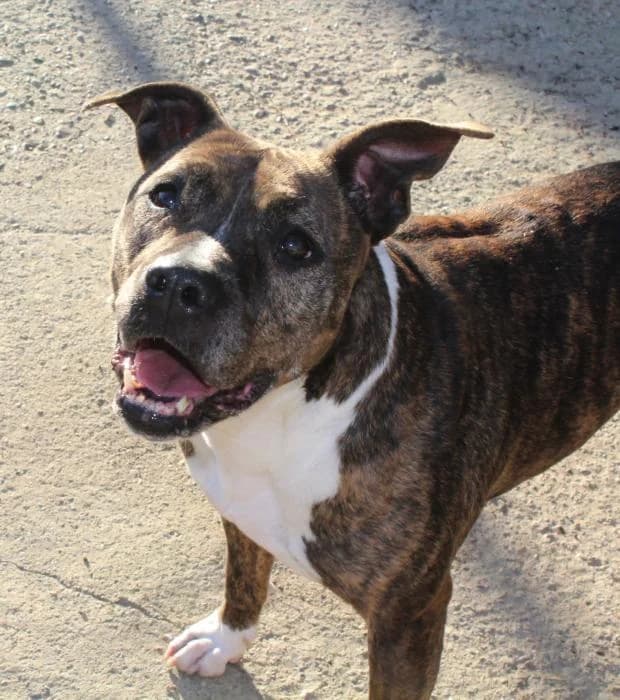 FREYJA, female senior American Staffordshire Terrier for adoption at Arca de Noé
