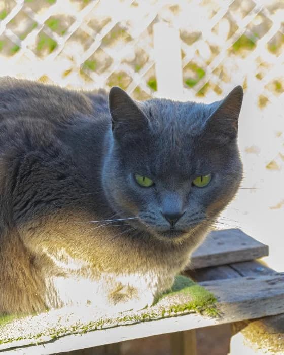 MELENDI, male senior European Shorthair for adoption at Arca de Noé