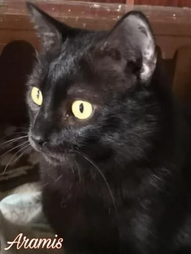 ARAMIS, male senior European Shorthair for adoption at Arca de Noé