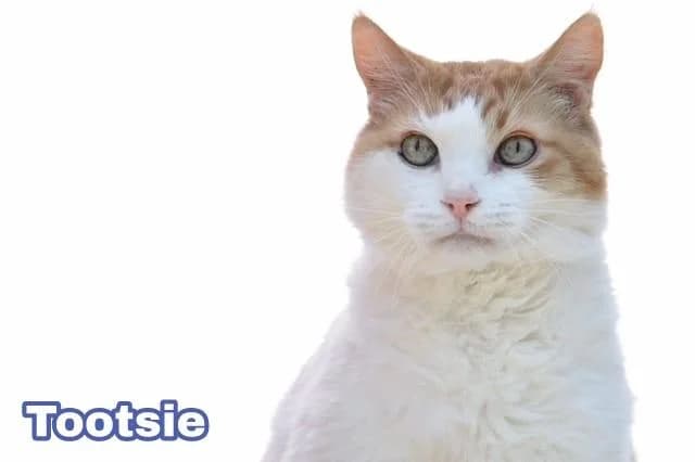TOOTSIE, male senior European Shorthair for adoption at Arca de Noé