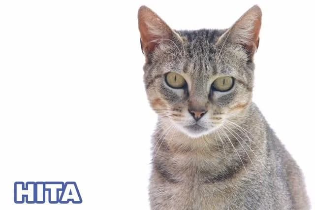 HITA, female mixed breed for adoption at Arca de Noé