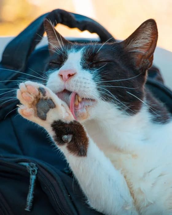 NINI, male mixed breed for adoption at Arca de Noé