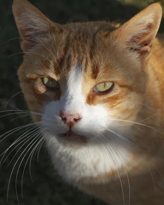 DOMINGO, male senior Mixed Breed for adoption at Arca de Noé