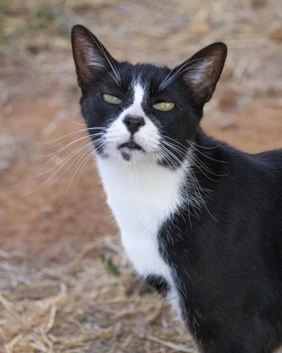 GUSTAVO, male Mixed Breed for adoption at Arca de Noé