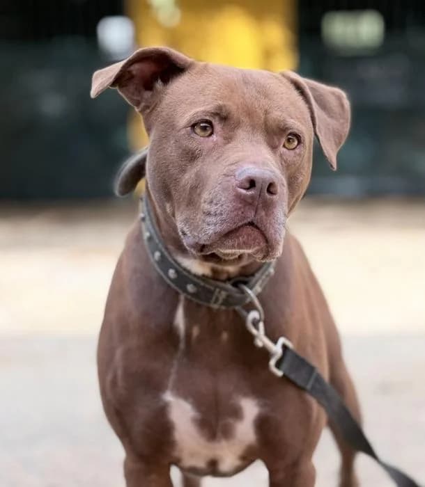SUGAR, female 7yo Pit Bull Terrier for adoption at Arca de Noé