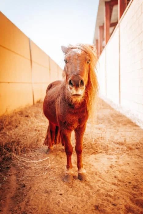 MELOCOTÓN, male senior mixed breed for adoption at Arca de Noé