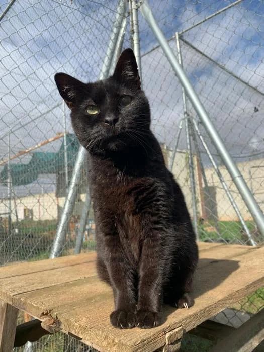 MRS. BLACK (BLAKY), male senior mixed breed for adoption at Arca de Noé