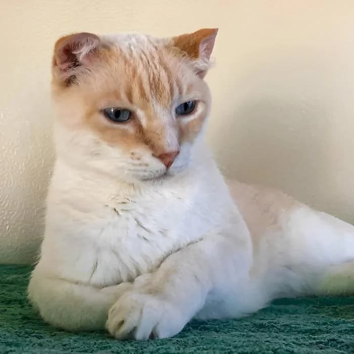 CÁDIZ (PESTIÑO), male Mixed Breed for adoption at Arca de Noé