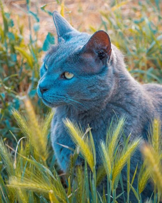 RUSO, male senior Russian Blue for adoption at Arca de Noé