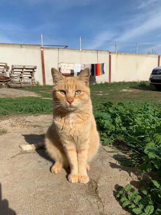 LANZAROTE (RUBIO), male senior Mixed Breed for adoption at Arca de Noé