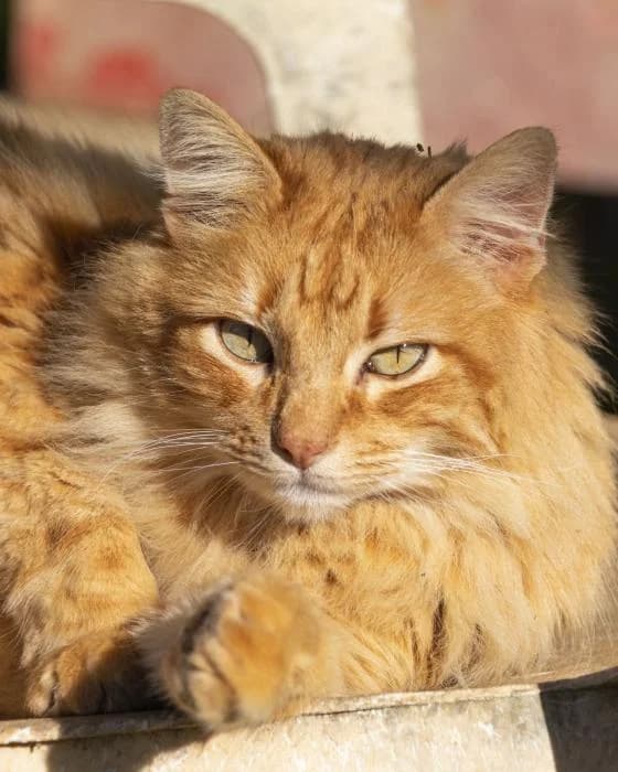 CHIPICHIP, female senior Mixed Breed for adoption at Arca de Noé