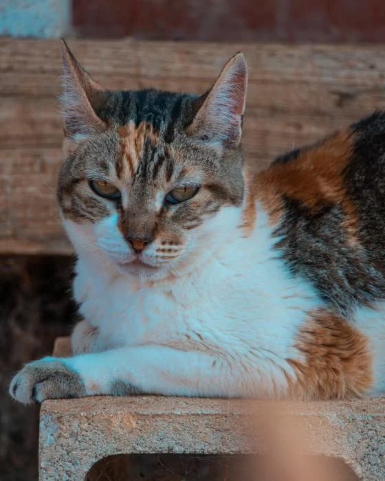 DUNA, female senior Mixed Breed for adoption at Arca de Noé