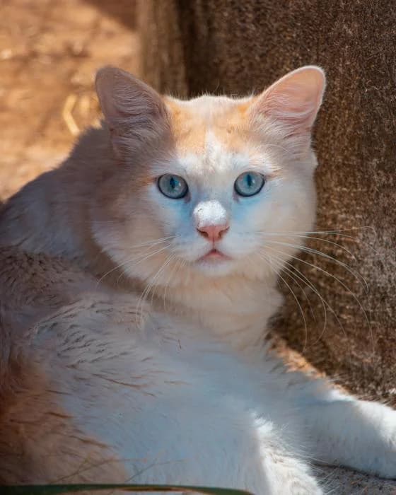 LEO, male Mixed Breed for adoption at Arca de Noé