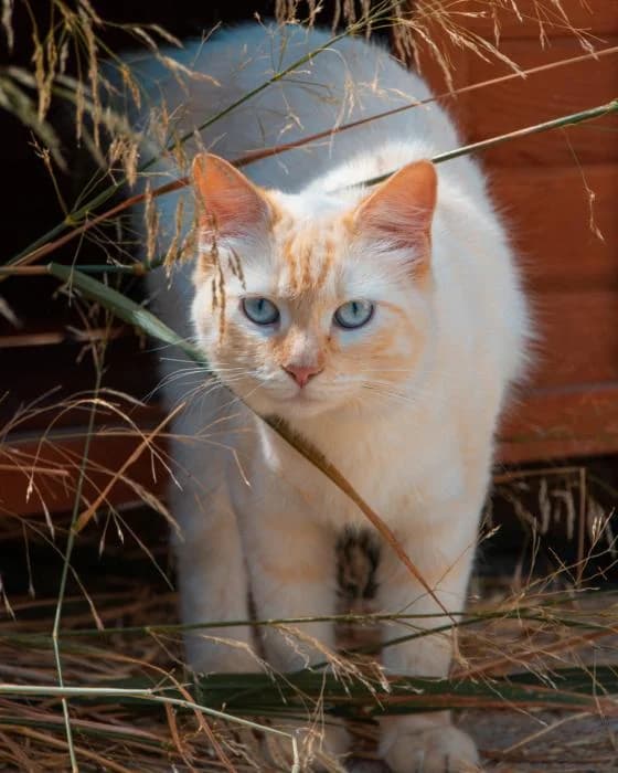 LEA, female Mixed Breed for adoption at Arca de Noé