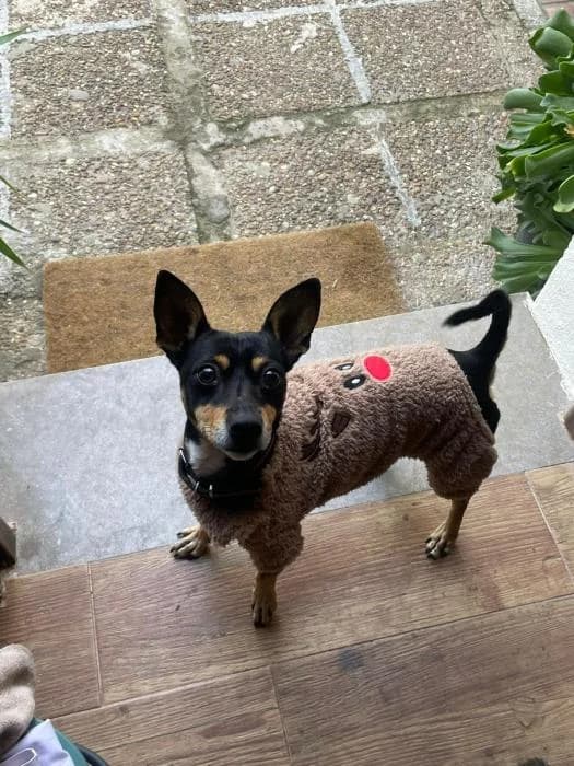 CHEIK, male senior Mixed Breed for adoption at Arca de Noé