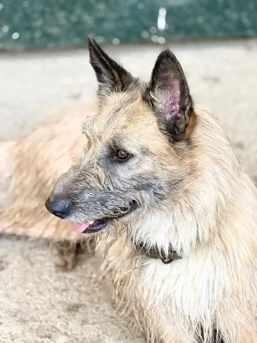 LLUVIA, female young Mixed Breed for adoption at Arca de Noé