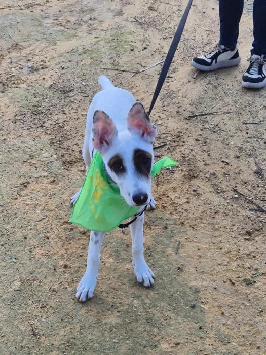 SALMA, female Podenco for adoption at Arca de Noé