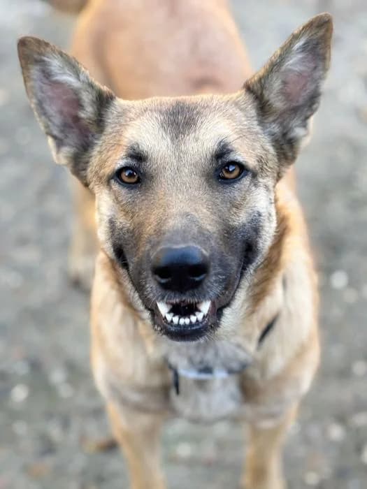 DIANA, female young Belgian Malinois for adoption at Arca de Noé