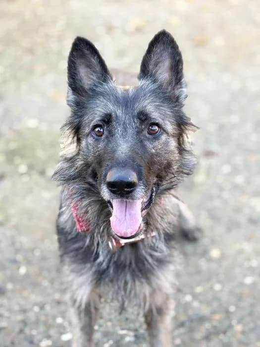 GILDA, female young Mixed Breed for adoption at Arca de Noé