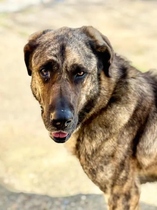 DHARMA, female 6yo Spanish Mastiff for adoption at Arca de Noé
