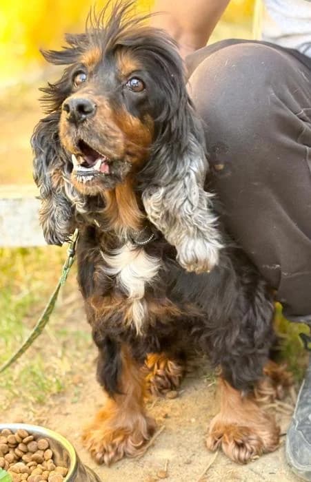 MIA, female senior Cocker Spaniel for adoption at Arca de Noé