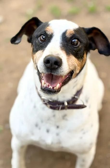 JOE, male senior mixed breed for adoption at Arca de Noé