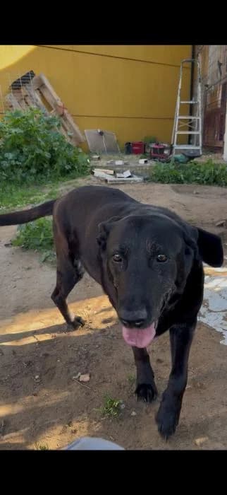 NALA, female senior Labrador Retriever for adoption at Arca de Noé