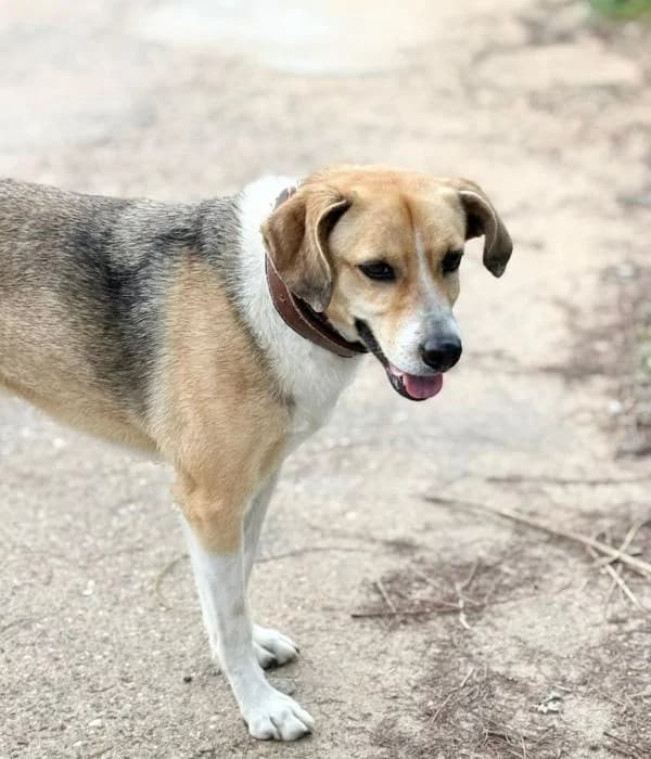 NARKHO, male 7yo Mixed Breed for adoption at Arca de Noé