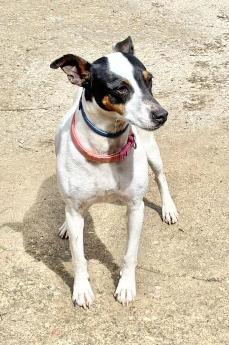 FLORA, female 3yo mixed breed for adoption at Arca de Noé