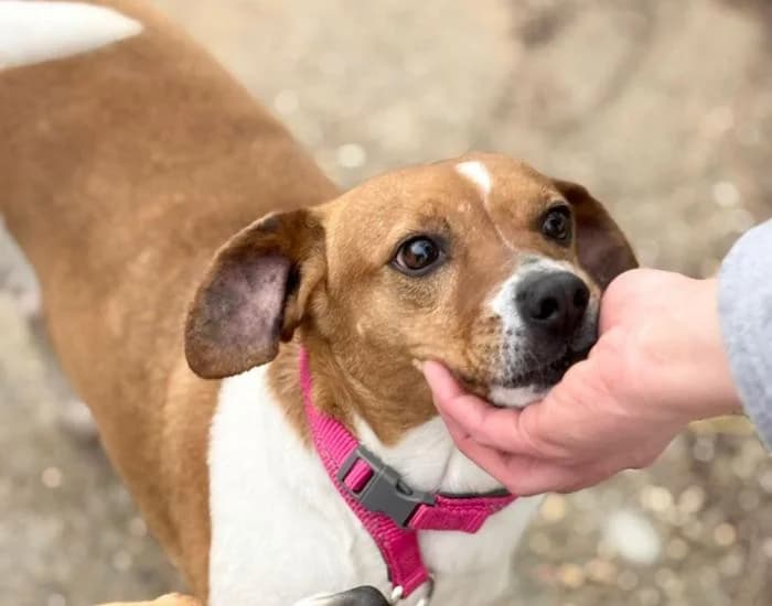 PIA, female 5yo Mixed Breed for adoption at Arca de Noé