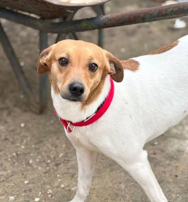 PITU, female Mixed Breed for adoption at Arca de Noé