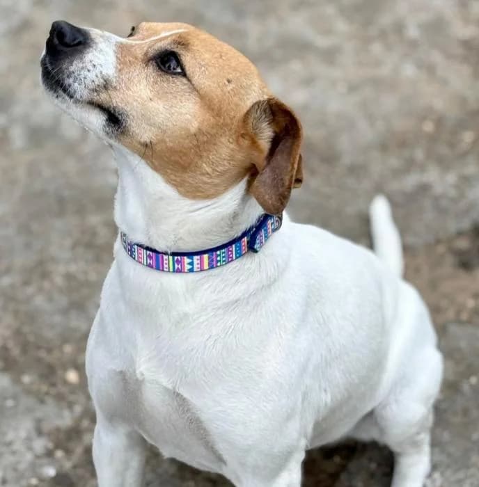 DAENERYS, female Mixed Breed for adoption at Arca de Noé