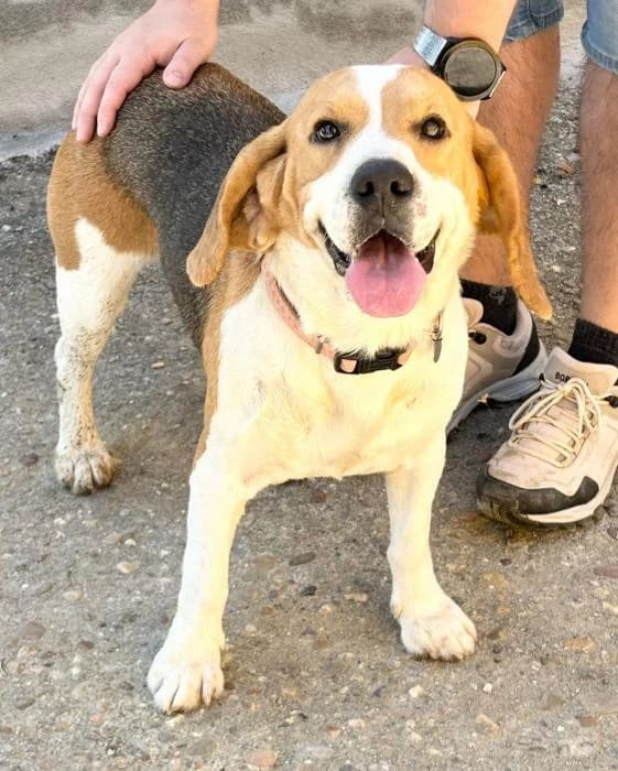 LIA, male 3yo Beagle for adoption at Arca de Noé
