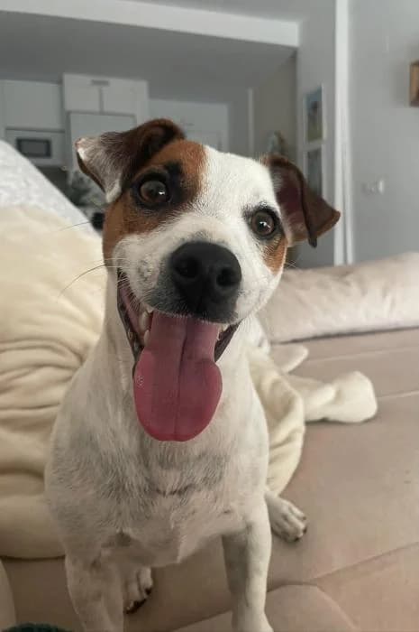 PIPA, female young Jack Russell Terrier for adoption at Arca de Noé
