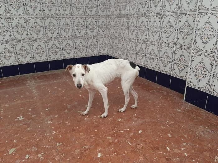 LINDA, female senior Mixed Breed for adoption at Arca de Noé