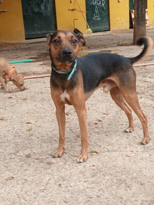 TOMMY, male 4yo Mixed Breed for adoption at Arca de Noé
