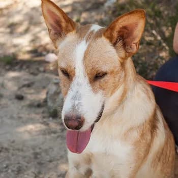 Kenny, male Mixed Breed for adoption at Protectora Arca International (Aldover)