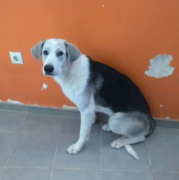 Django, male senior Mixed Breed for adoption at Protectora Arca International (Aldover)