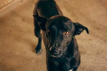 Panet, male Mixed Breed for adoption at Protectora Arca International (Aldover)