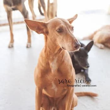 Viko, male Mixed Breed for adoption at Protectora Arca International (Aldover)