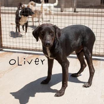 Oliver, male puppy Mixed Breed for adoption at Protectora Arca International (Aldover)