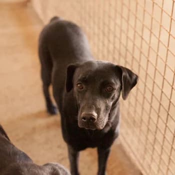 Suri, female young Mixed Breed for adoption at Protectora Arca International (Aldover)